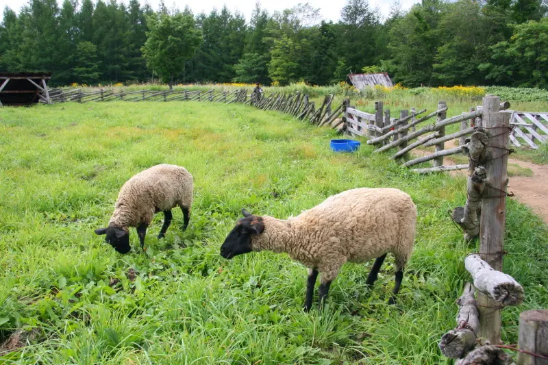 牧草地の中で飼育され人なつこく近寄ってくる羊
