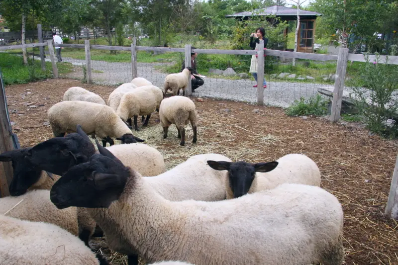 園内で飼育されている羊は頭が黒い、サフォークと言う品種