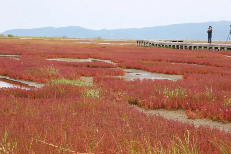 サンゴ草が湖を覆い尽くす日本最大の群生地