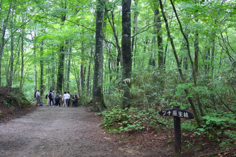 遊歩道が整備されていて気軽に散策できるブナ原生林
