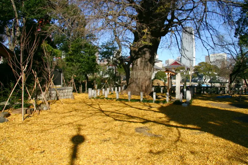 紅葉の季節に見られる大イチョウが造り出す黄色い絨毯