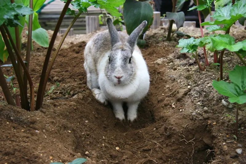 園内を自由に走り回ったり温室では穴を掘っていたウサギ