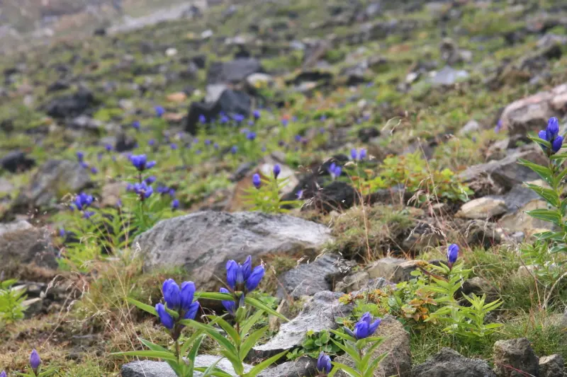 斜面に紫色の花を咲かせるエゾオヤマノリンドウ。