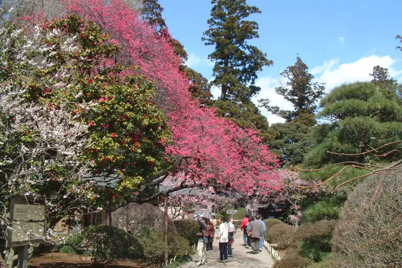 滝のように流れる梅の花。シーズン中は梅まつりも開催