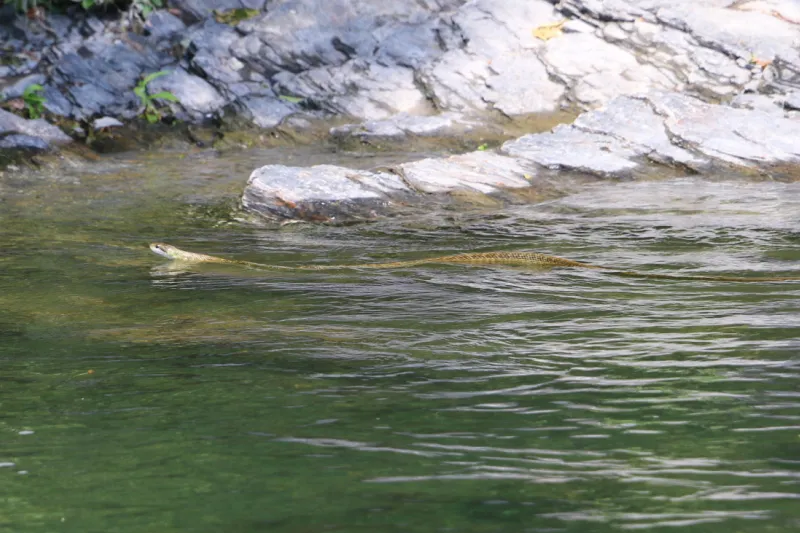 ヘビが頭を出して川の中を泳ぐ珍しい光景に遭遇