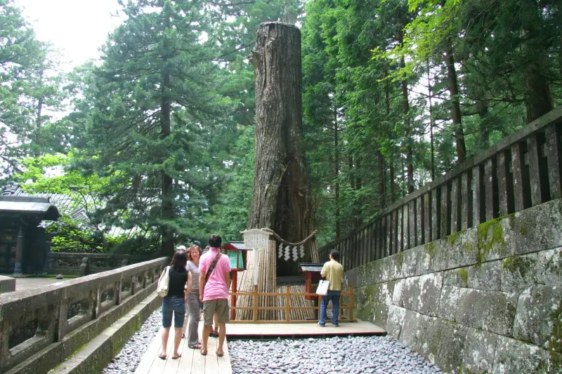 願い事をすると叶うと言われている樹齢６００年の大杉
