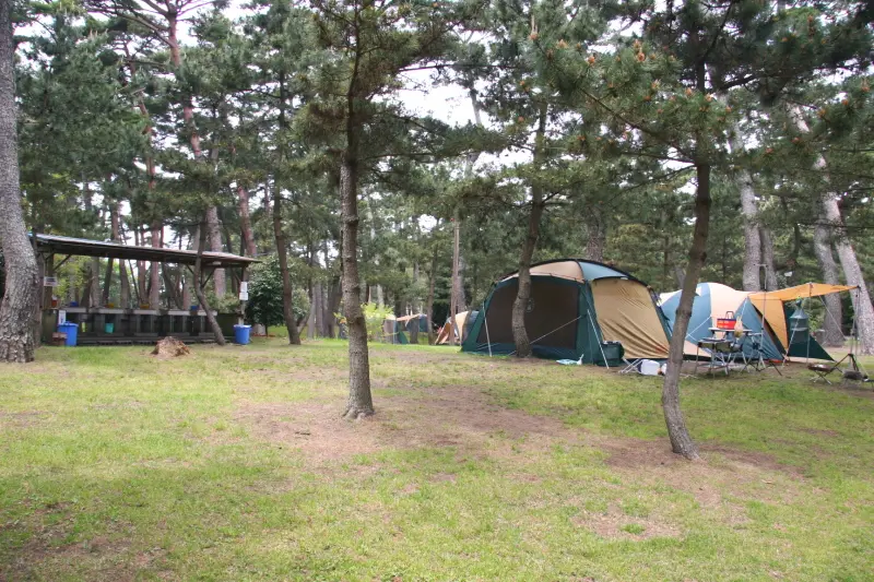森林浴もできる木々に覆われる大洗キャンプ場