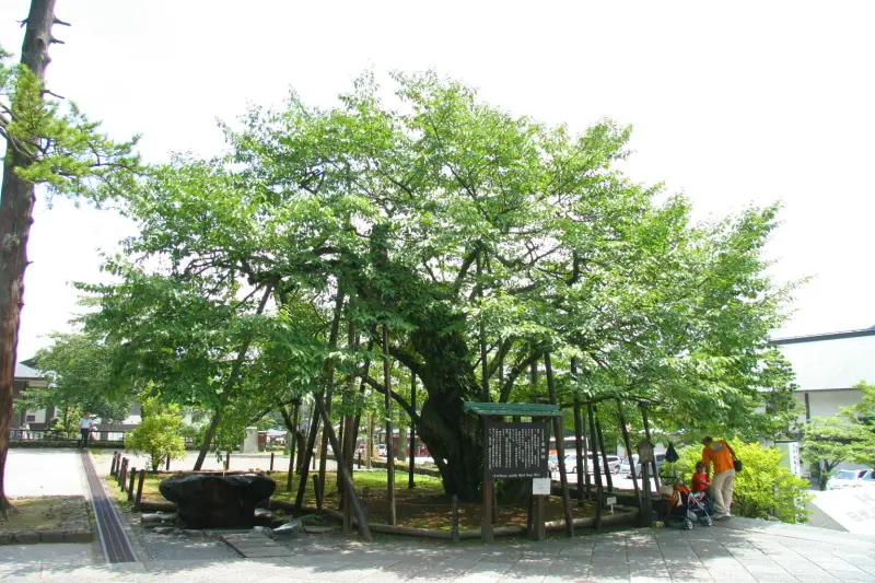 天然記念物に指定されている樹齢５００年の金剛桜
