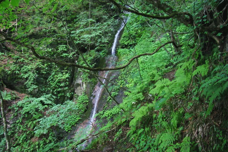 周りを木々に覆われ、静かに流れ落ちる養老の滝