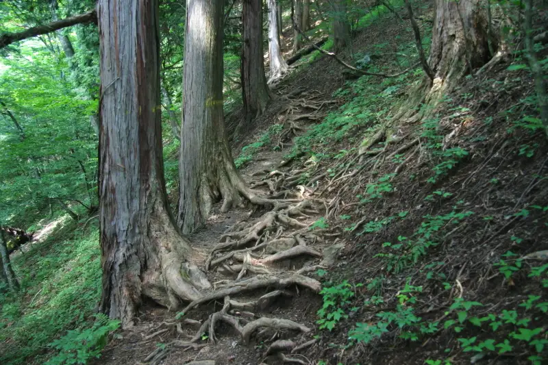木の根っこが登山道を覆い、足元にも注意が必要