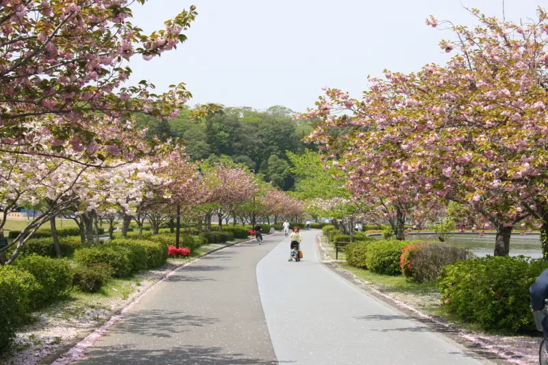 湖に沿って遊歩道が続き、春にはサクラが満開になる桜の名所
