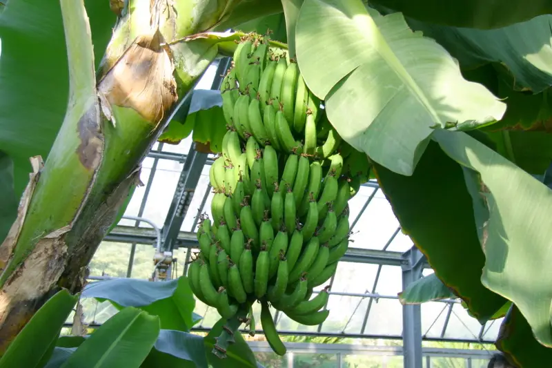 たくさんの実を付けている熟す前のバナナ
