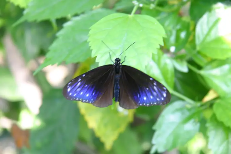 貴重なチョウが飛び回り目の前で観察できる蝶館
