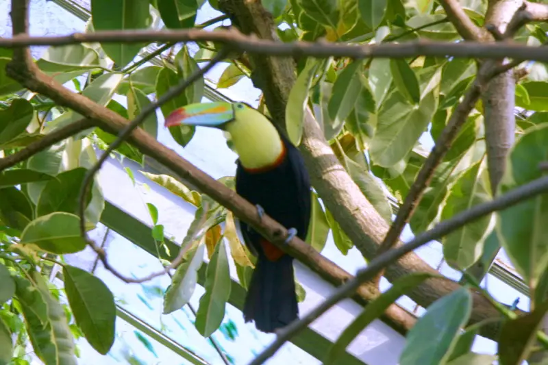 色鮮やかな鳥も生活している熱帯林を再現したバード館