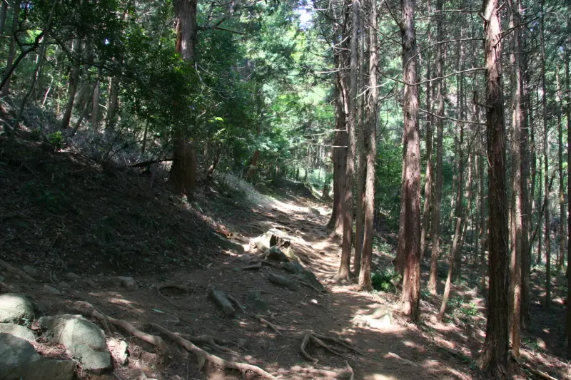 スタート直後は杉の木に覆われ、比較的、登りやすい登山道