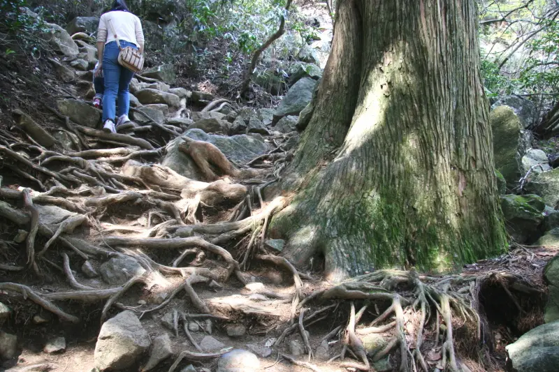 さらに登ると木の根っ子が登山道となっている場所を通過