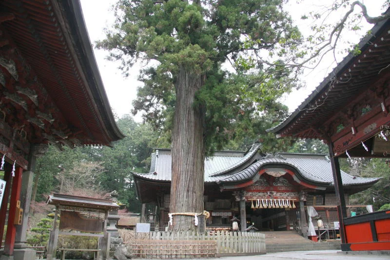 高さ３０ｍ、樹齢１０００年以上富士太郎杉