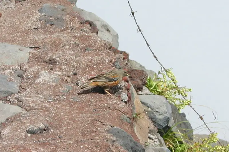 山小屋の前で休憩している現れた高山野鳥のイワヒバリ
