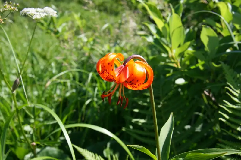 登山道の脇に咲いていたオレンジ色が特徴のコオニユリ