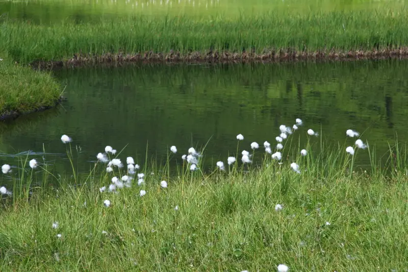 湿原でひときわ目立っていた白い綿を付けたワタスゲ