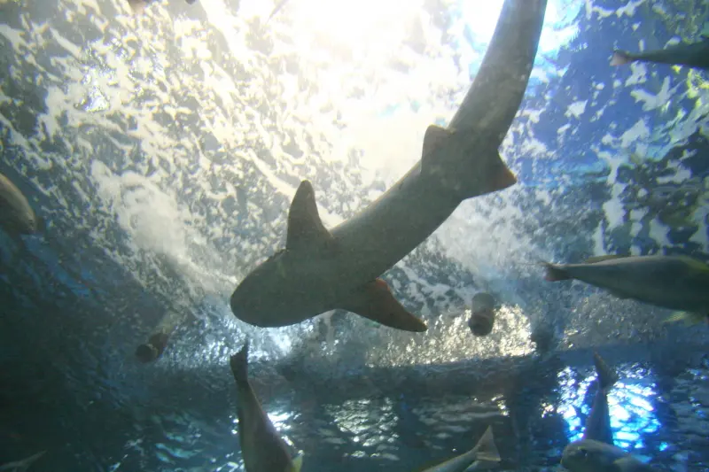 サメも頭の上を通り過ぎるトンネル水槽から見た光景