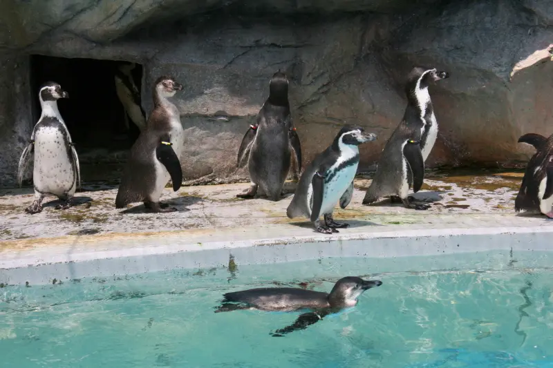 歩いたり、泳いだりする姿の可愛いフンボルトペンギン