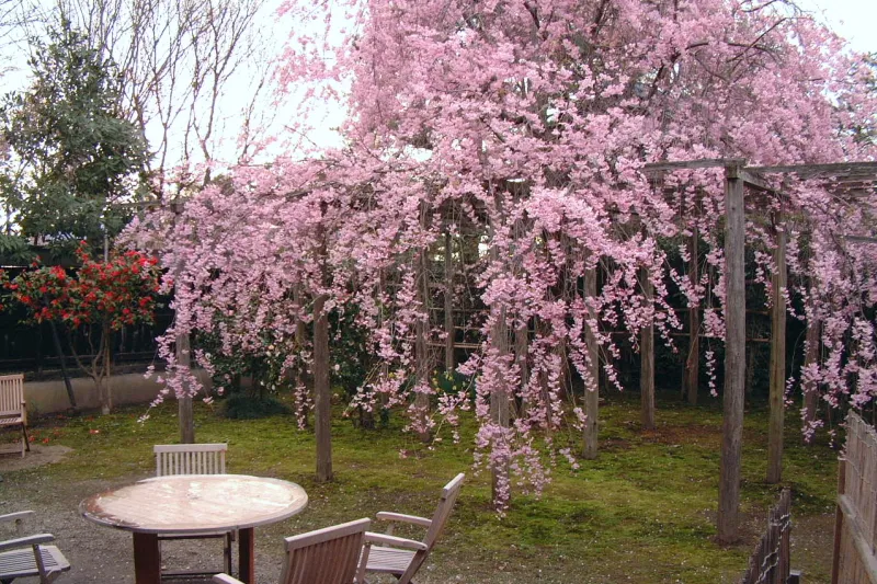 訪れた春に綺麗な花を咲かせていた枝垂れ桜