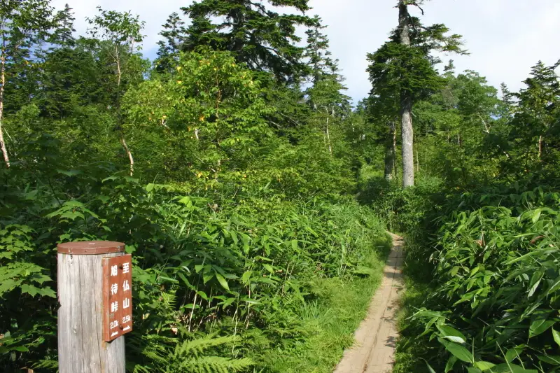 木道が設置されている鳩待峠から２ｋｍ地点を通過