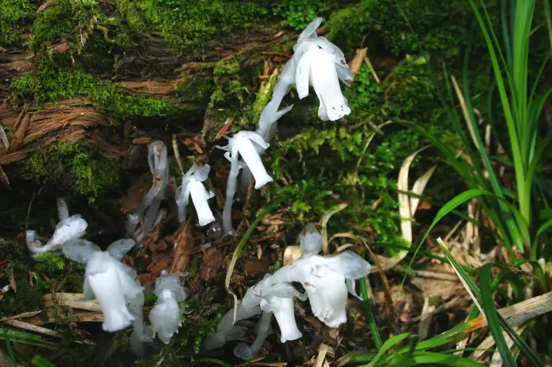登山道脇で美しい白い花をつける銀竜草（ギンリョウソウ）