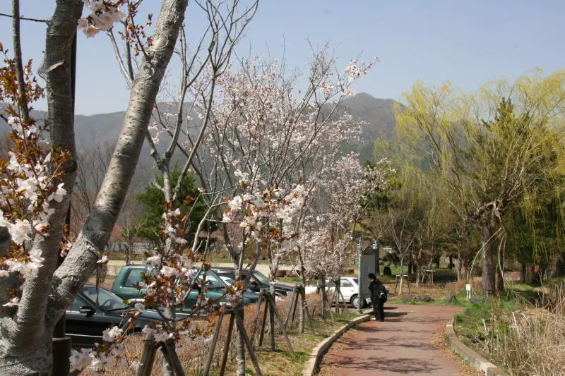 桜の咲き始めた４月中旬に訪れた時の八木崎公園