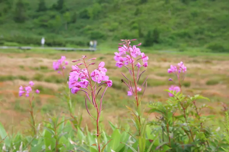 訪れた８月にピンクの花を咲かせていたヤナギラン