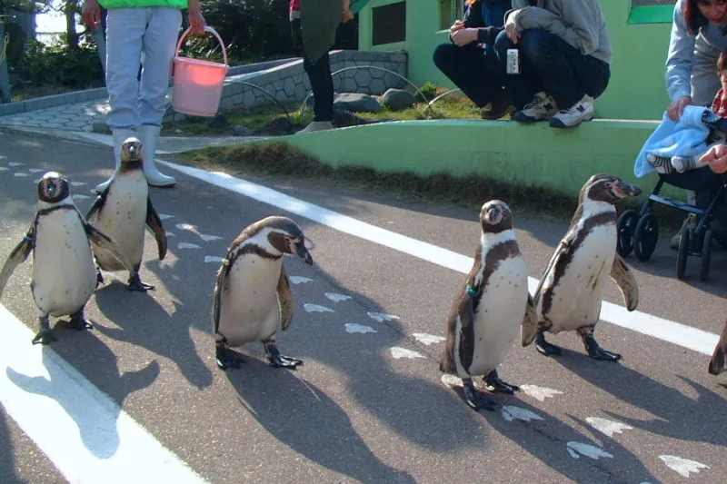 目の前を可愛く歩き回るペンギンのおさんぽタイム