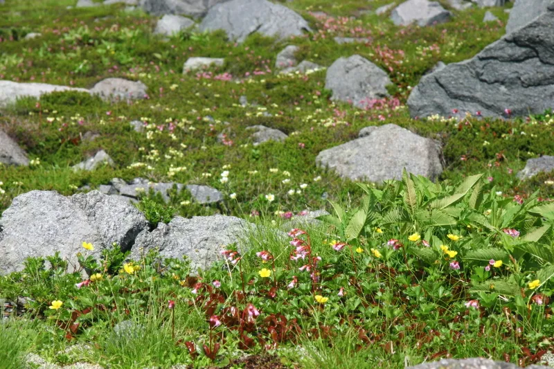 お花畑も見られ白山は高山植物の宝庫として有名