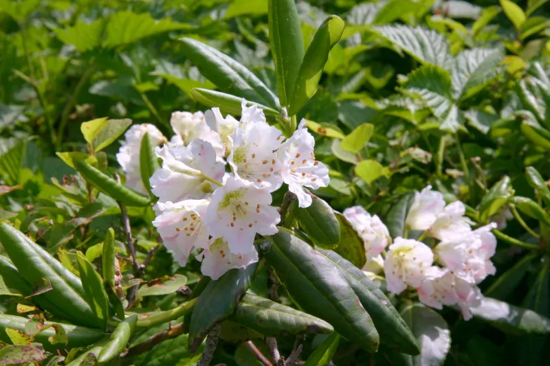白色と淡いピンクが特徴のハクサンシャクナゲ（白山石楠花）