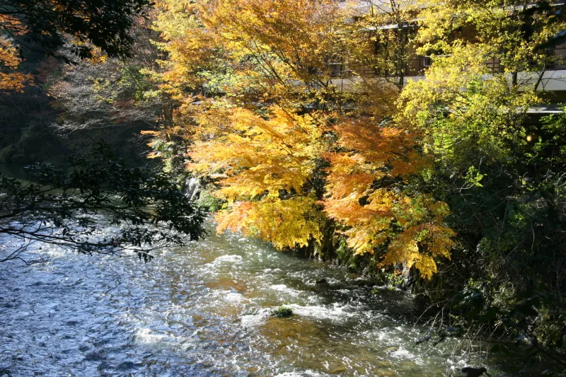 秋になると大勢の人が訪れる鶴仙渓の色鮮やかな紅葉