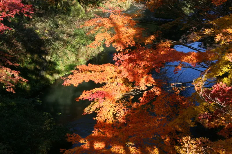 木々の間から日射しが差し込み紅葉を色鮮やかに演出