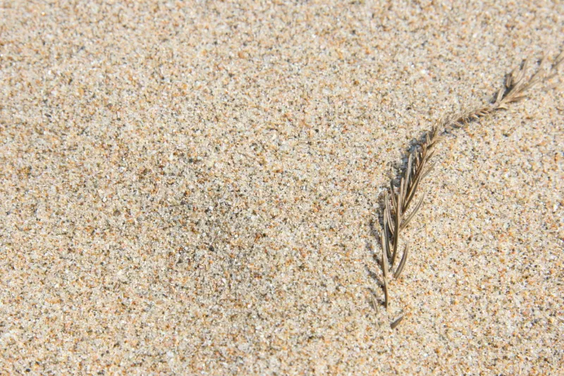 砂に石英が多く含まれているため、「鳴き砂」が発生