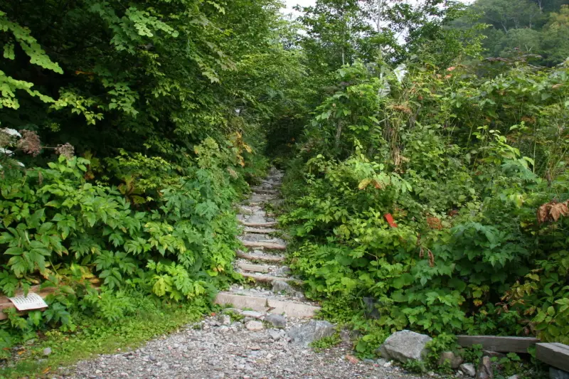 ２０分ほど林道を歩き続けると本格的な登山道の入口