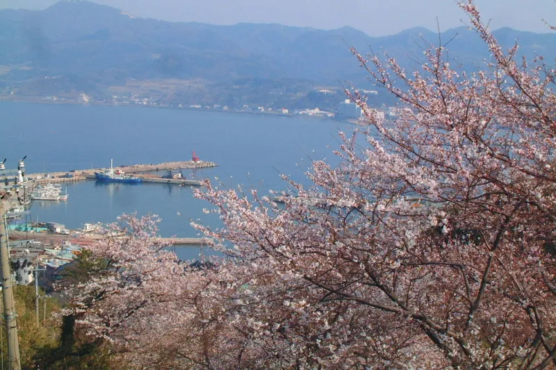 ４月上旬に訪れた時に見られた桜と輪島港