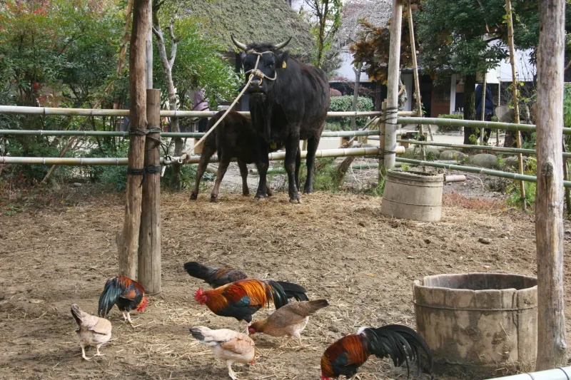 園内で飼育されている郡上地鶏と牛