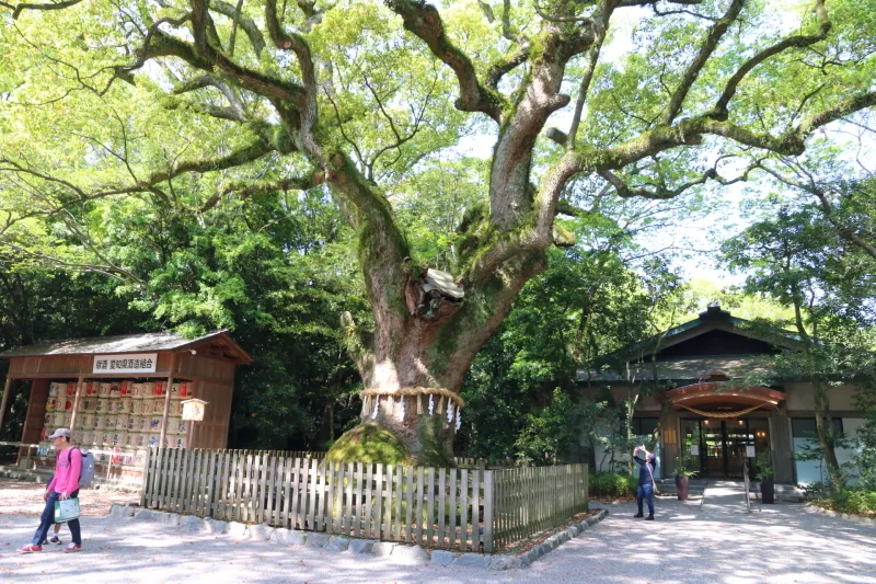 弘法大師とゆかりのある樹齢１０００年以上のクスノキ
