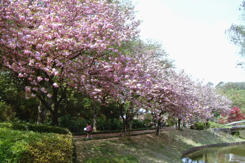 大きな花びらを付けて咲く桜（４月中旬に撮影）