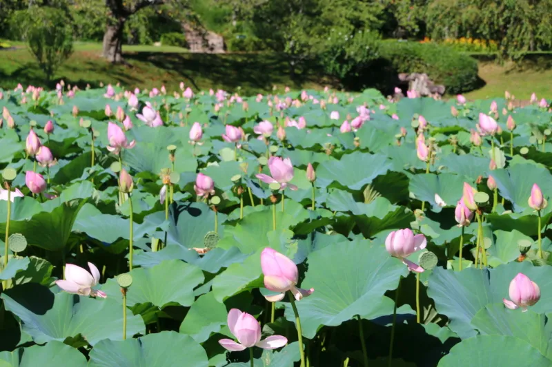 池を覆い尽くすほど美しい蓮の花（７月下旬に撮影）
