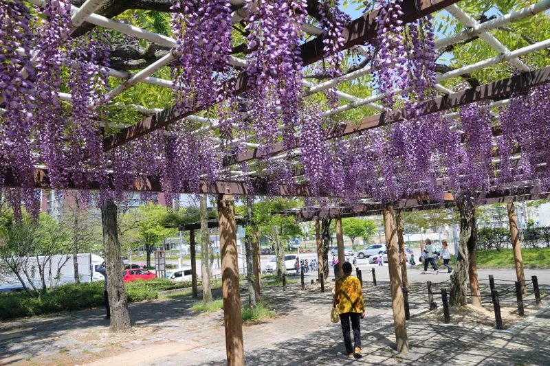 訪れた４月に紫色の花を付けていた藤の花