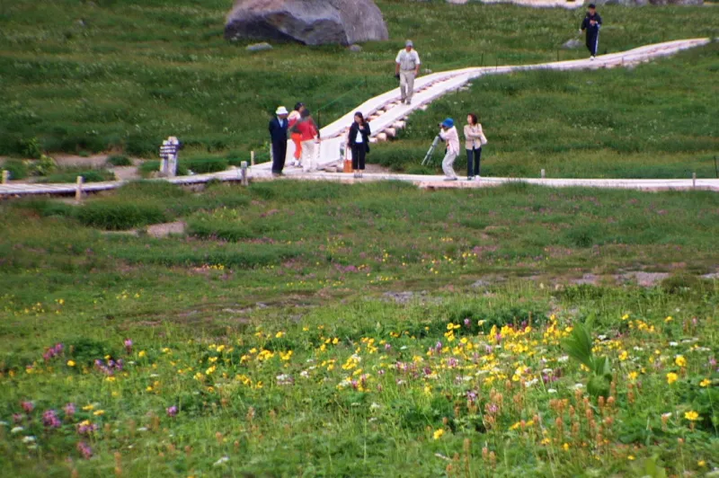 様々な高山植物が花を咲かせ、多くの観光客が訪れる観光名所