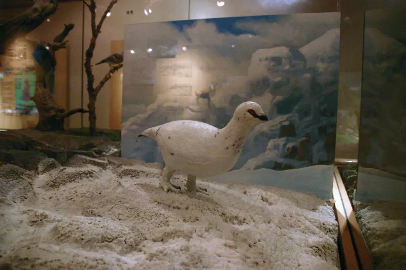 展示館では雷鳥も紹介されていて乗鞍岳は貴重な雷鳥の生息地