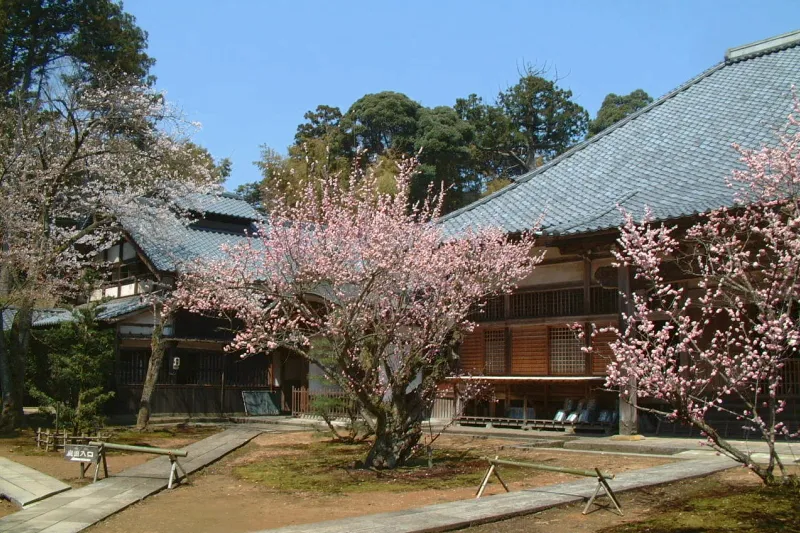 桜の咲く後ろに立つ国の重要文化財に指定されている本堂