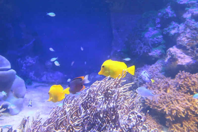 色鮮やかな海水魚が泳ぎ回るサンゴ水槽