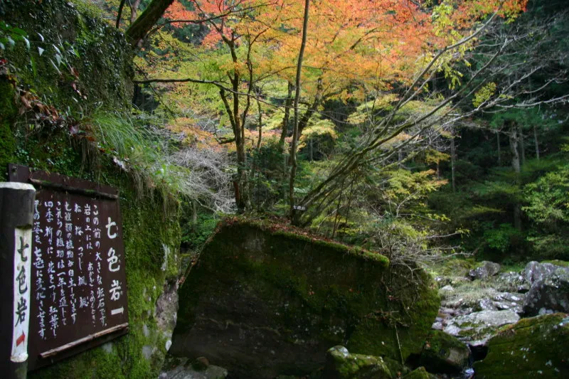 松・桜・ツツジなど７種類の木が岩の上に自生する七色岩