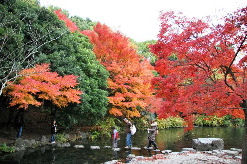 滝が流れ、園内でも特に赤く色づく紅葉渓